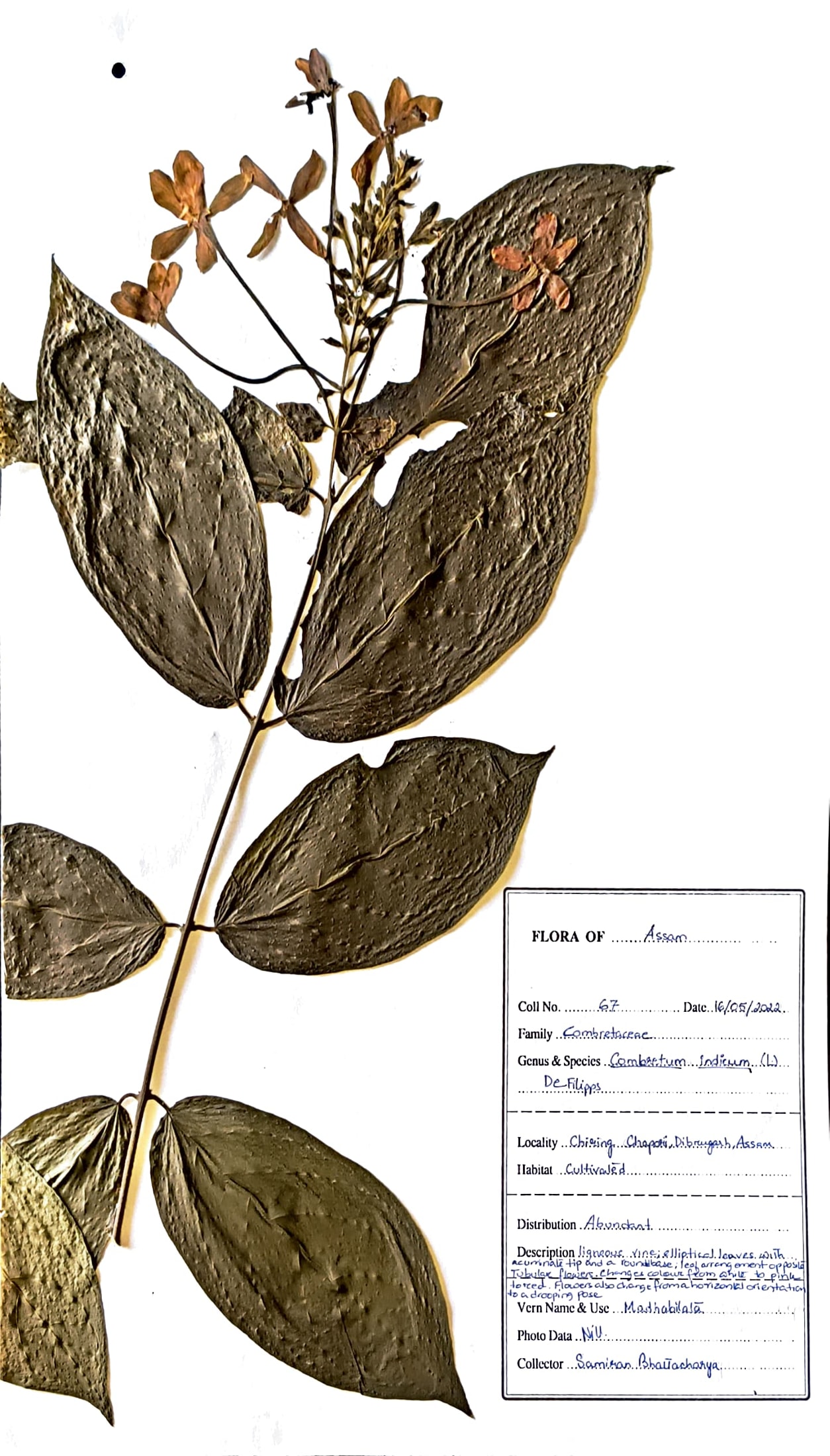 Madhavi Lata (Ass.) (Herbarium)